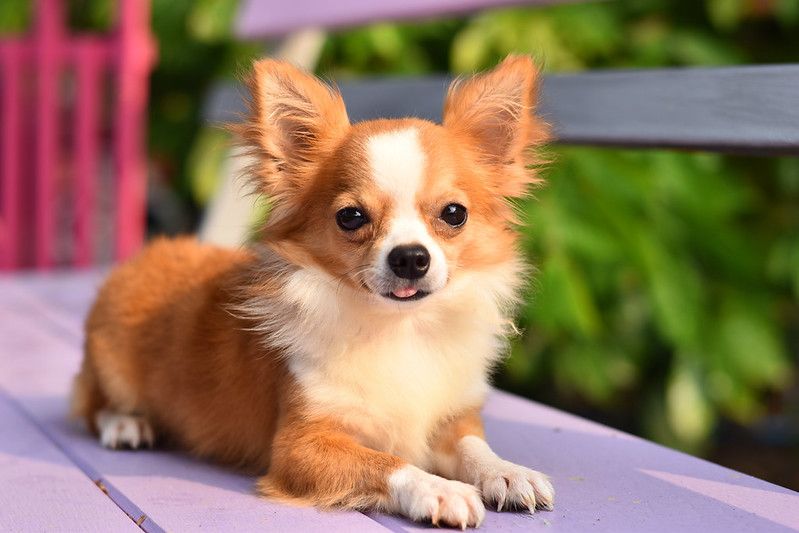do chihuahuas descended from wolves