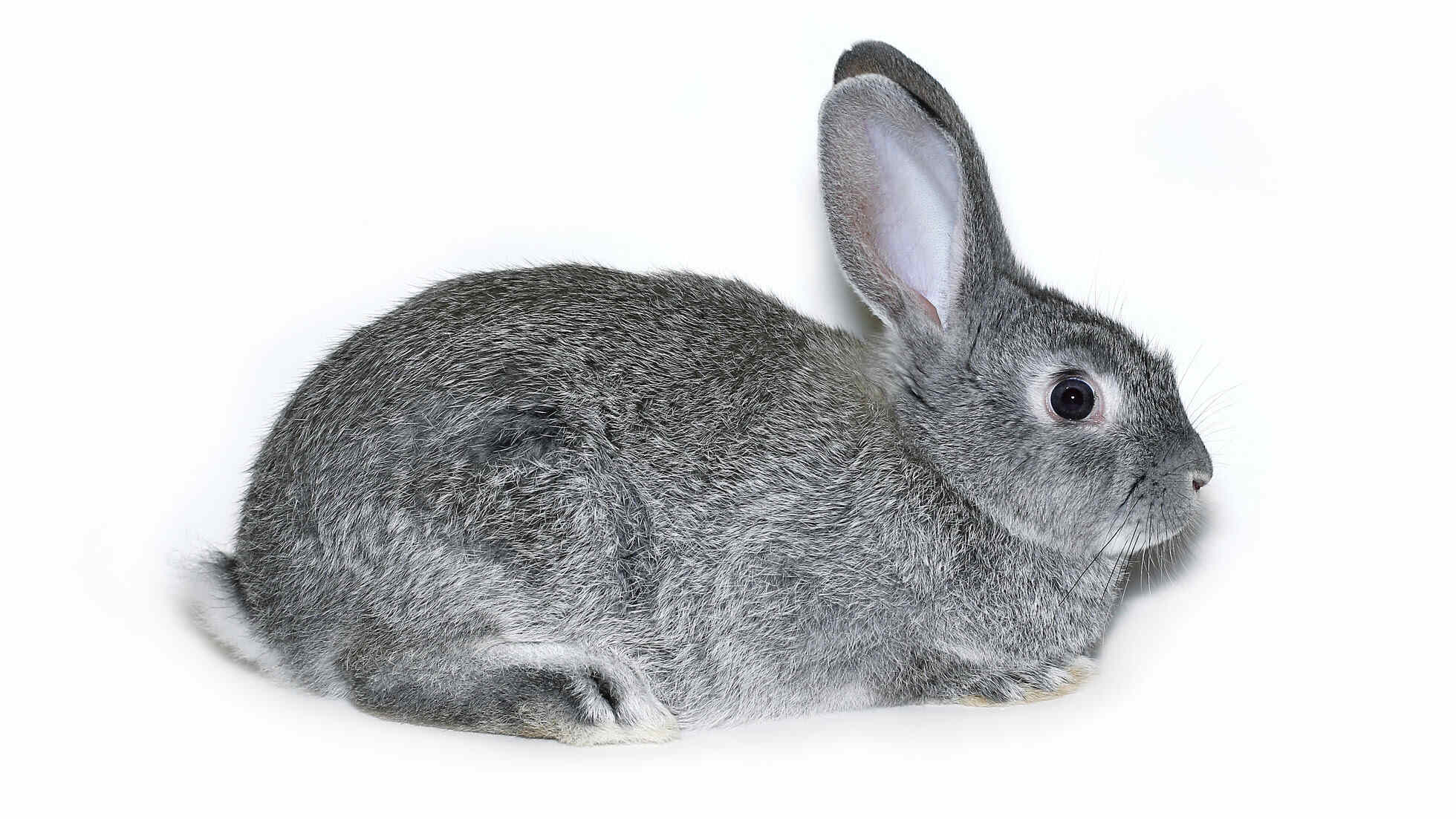 standard chinchilla rabbit