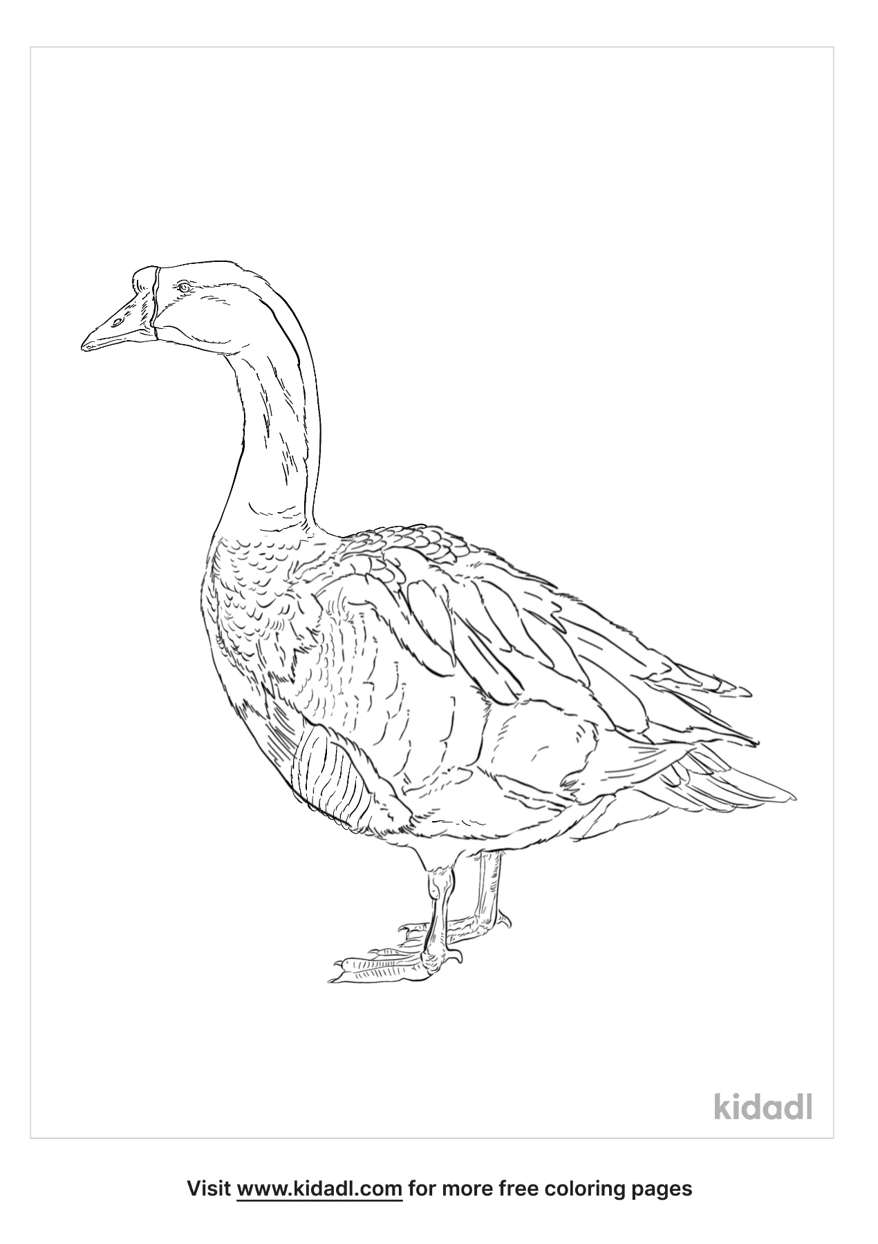 coloring pages of chinas bird