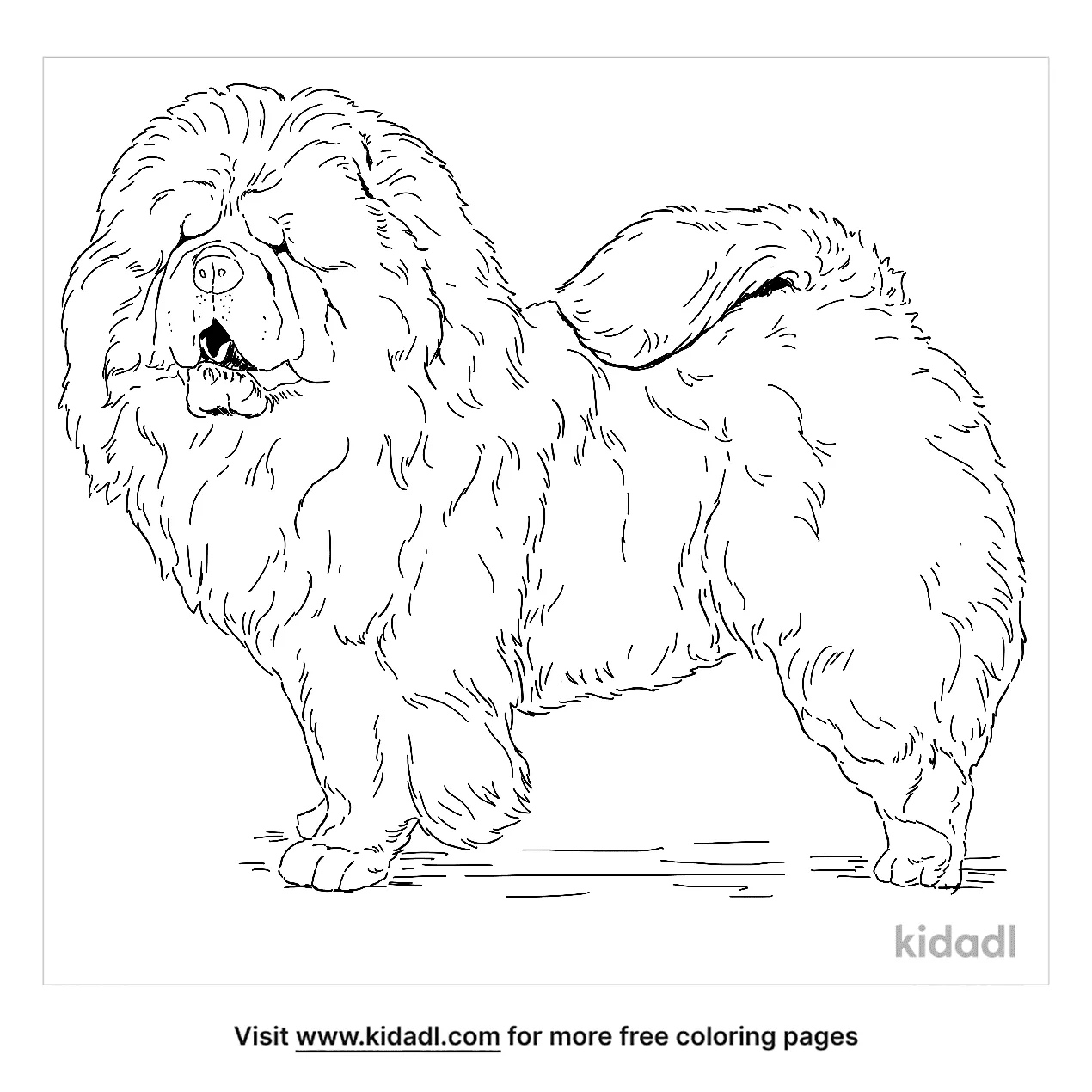 Chow Chow Coloring Page