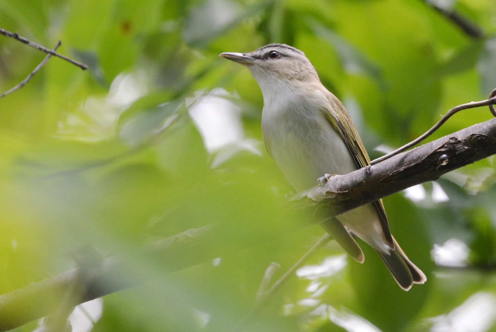 Characteristics and habitat facts about the Red-eyed Vireo.