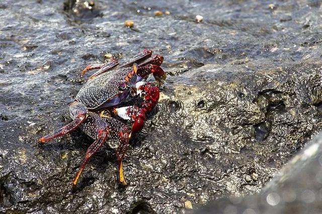 Christmas Island red crab is pervasive land crab