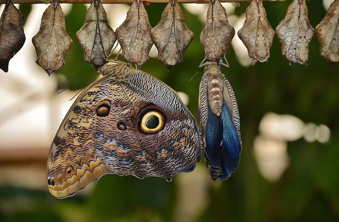 butterfly cocoons