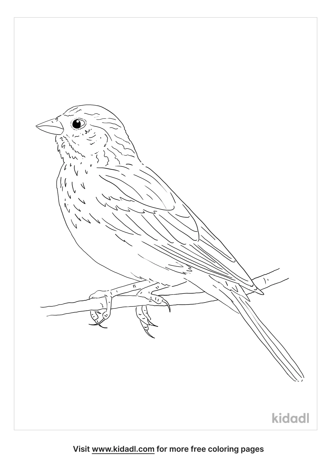 Clay-Colored Sparrow Coloring Page