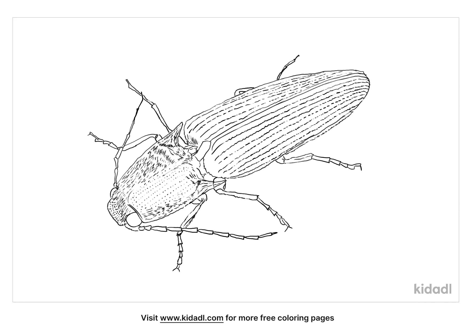 Click Beetle Coloring Page