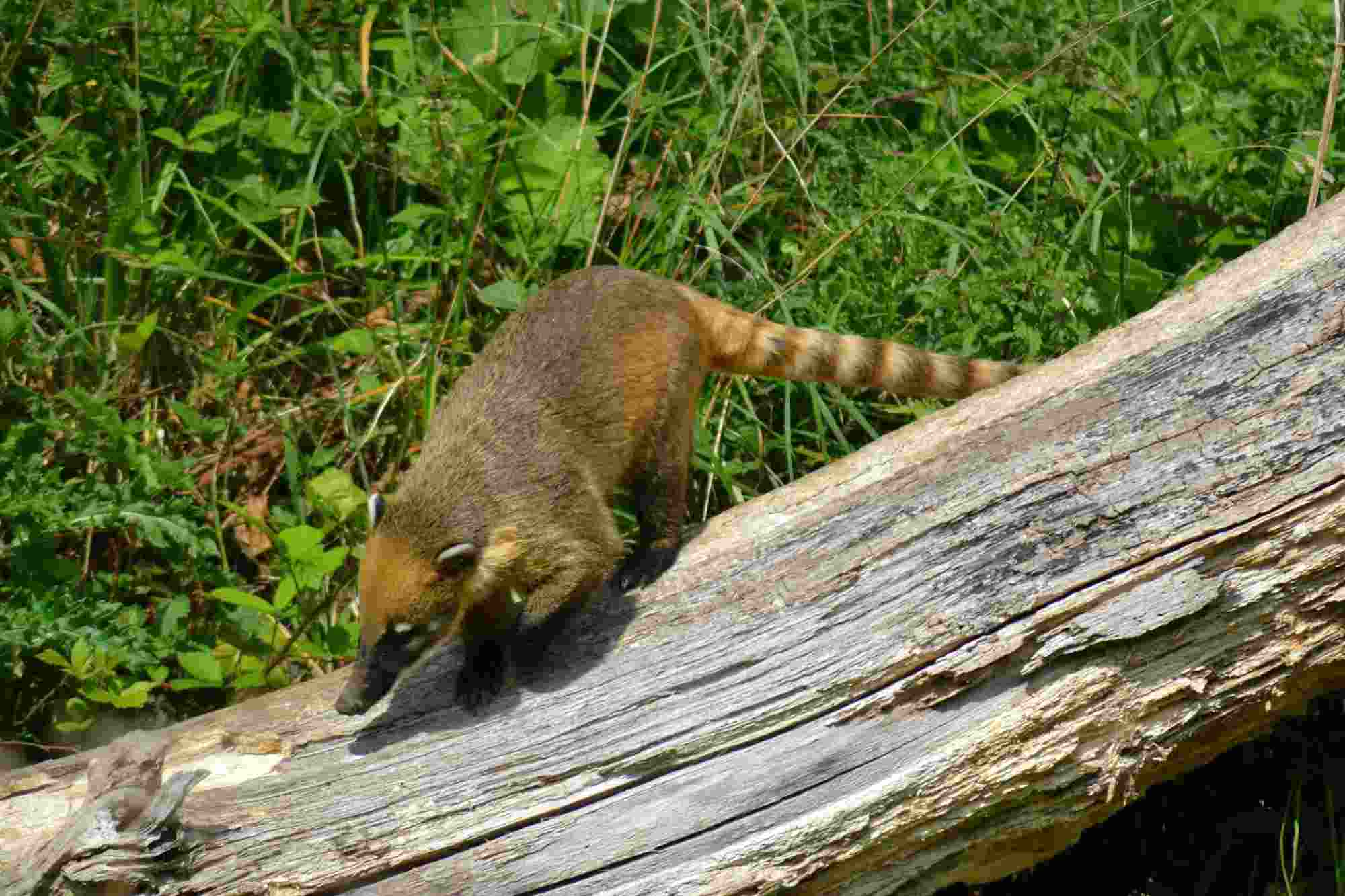 Fun Coati Facts For Kids | Kidadl