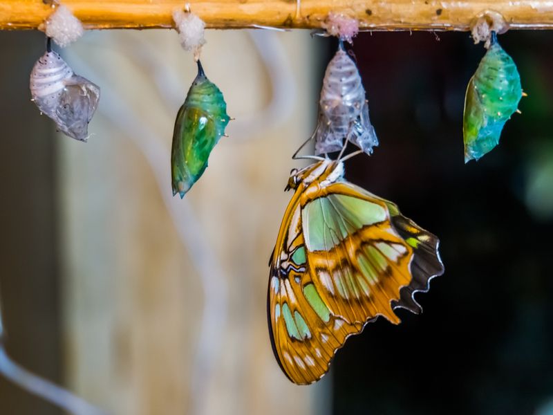 Malachite butterfly coming out of its cocoon.
