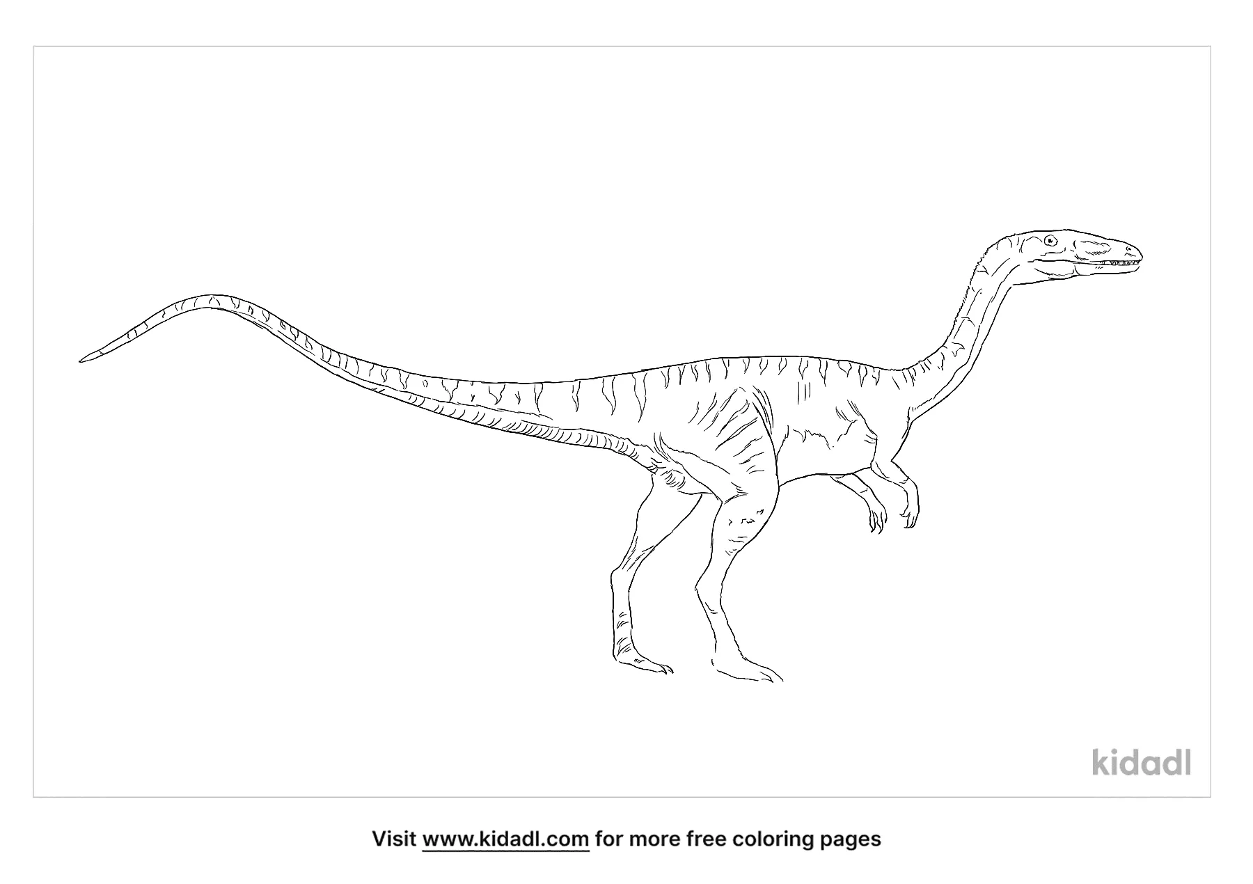 coelophysis drawing