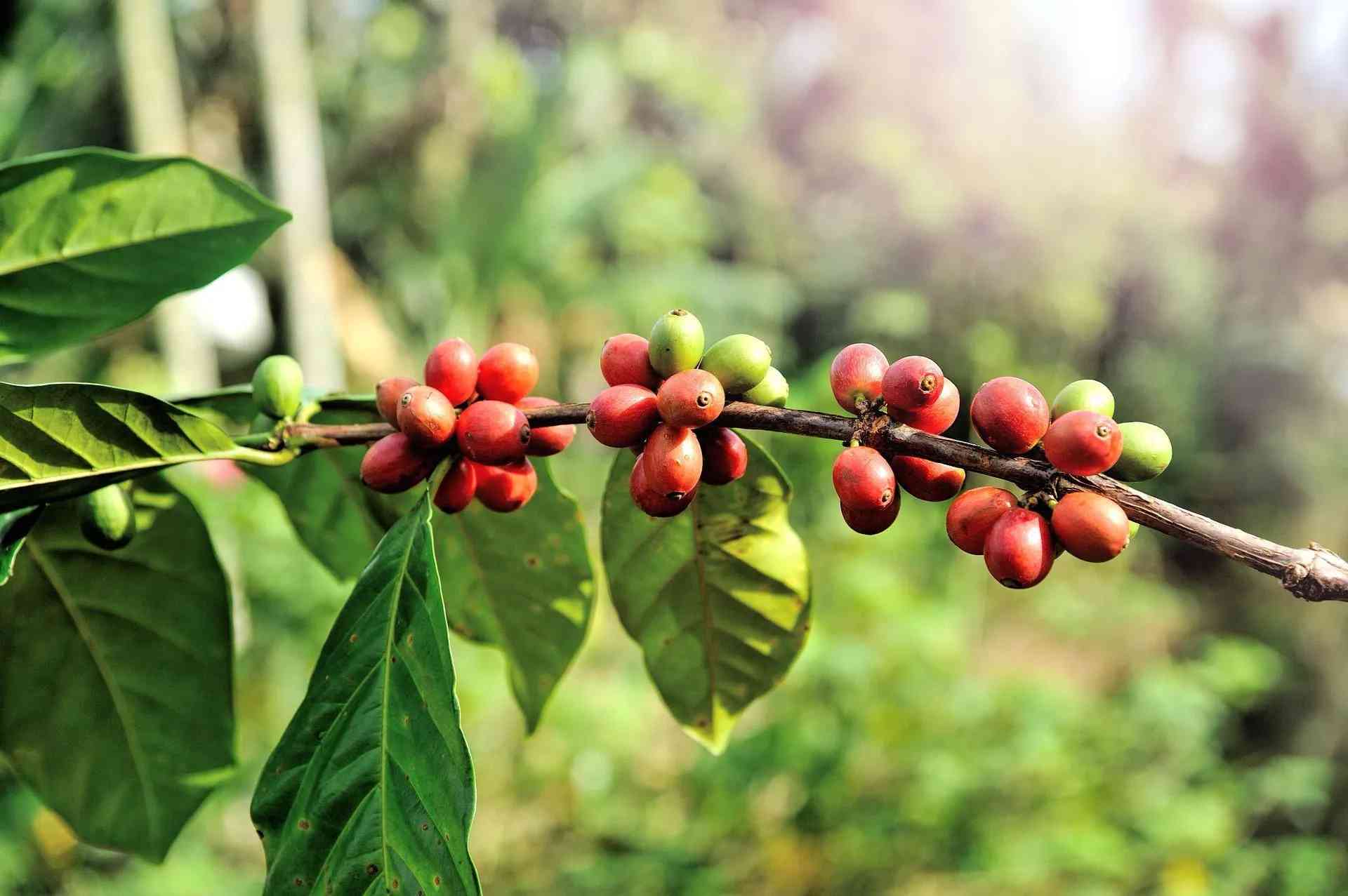 The coffee plant is a largely traded commodity crop