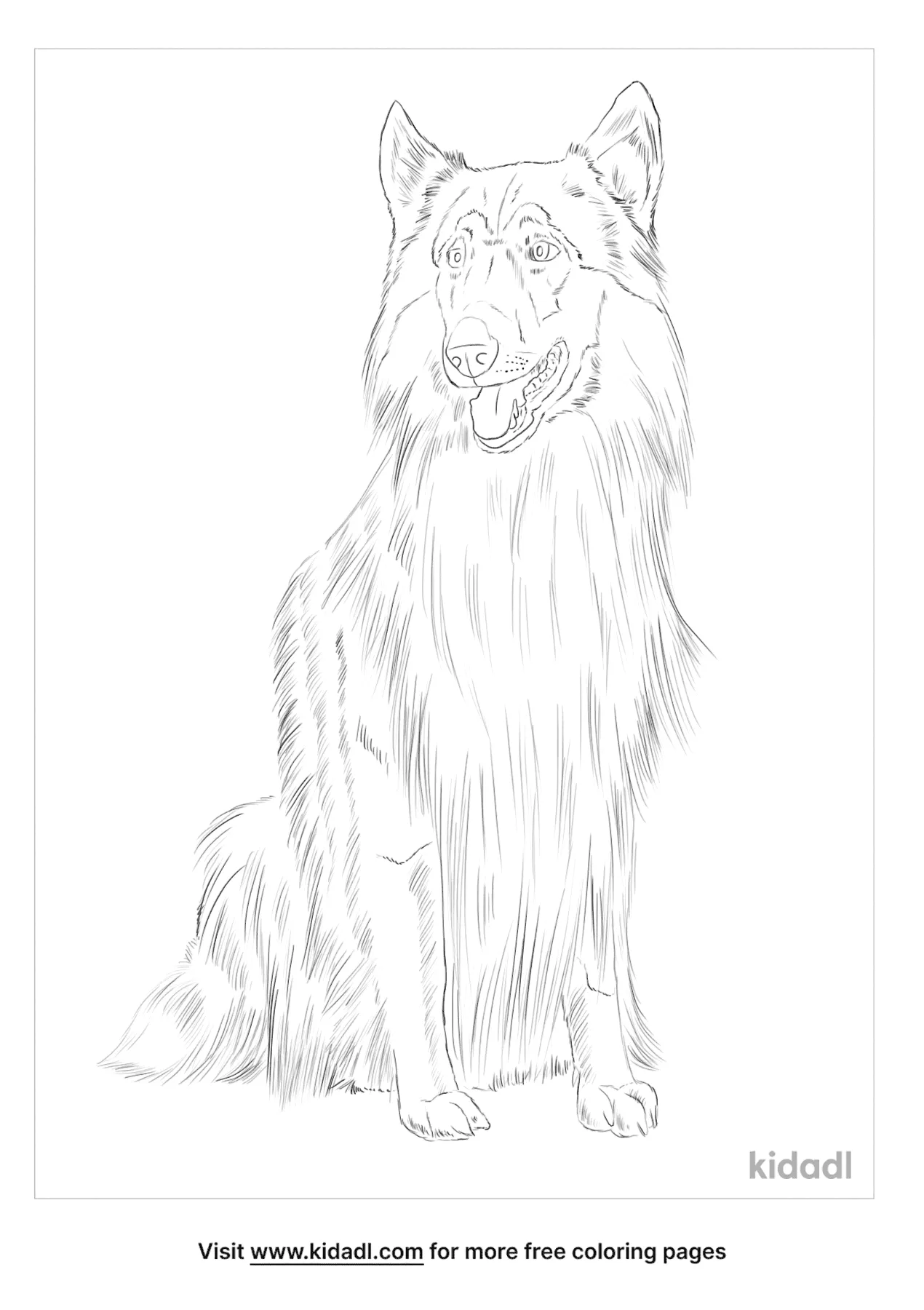 collie coloring pages