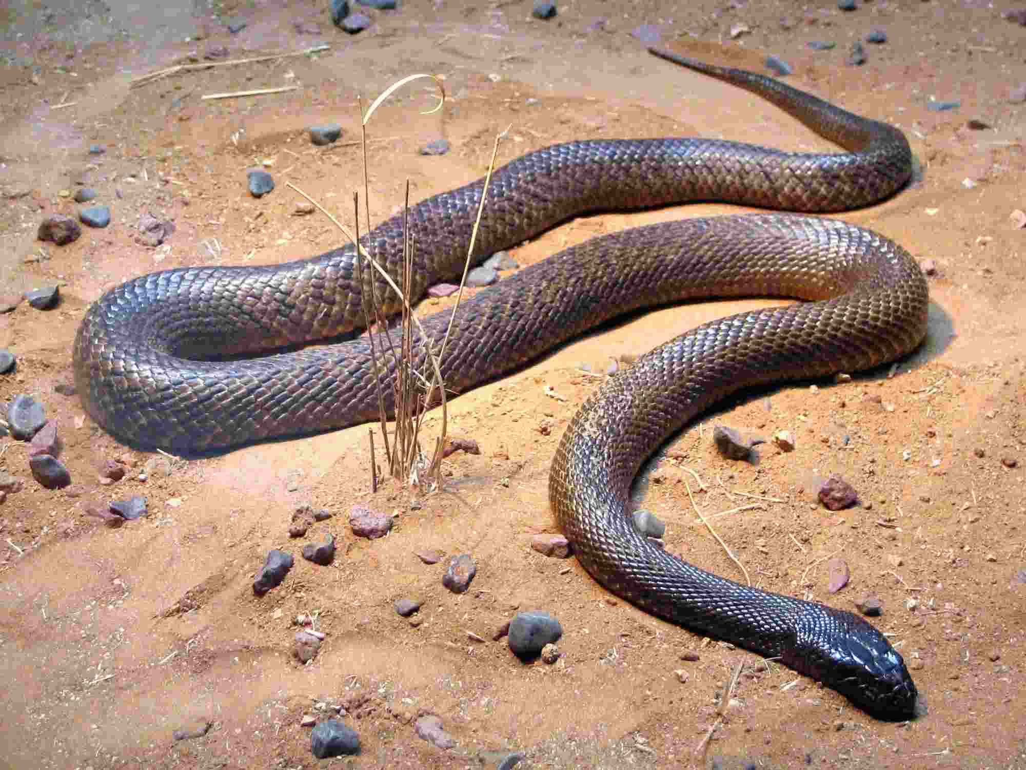 Inland taipan is the most venomous snake in the world