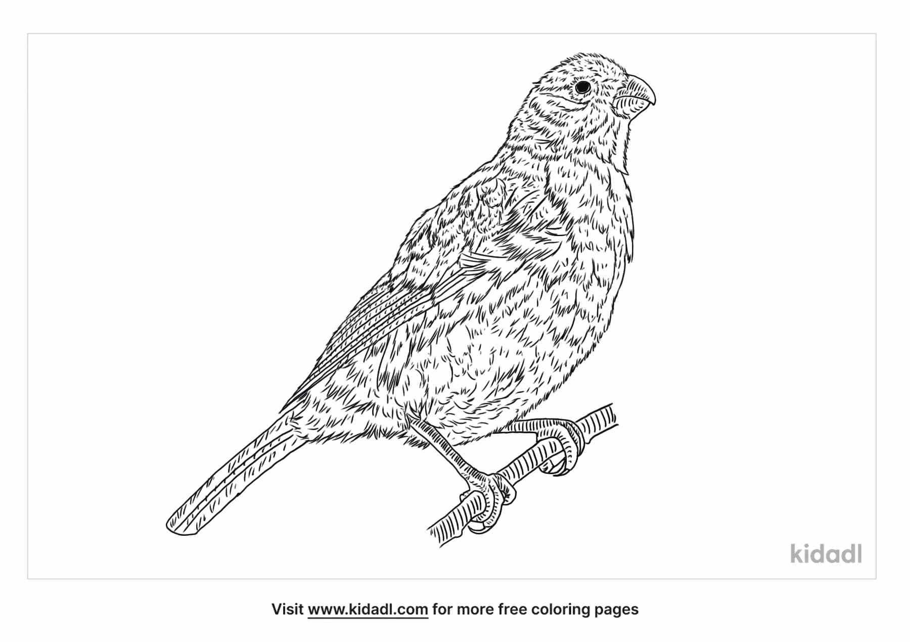 Enjoy coloring this Palila Bird sketch.