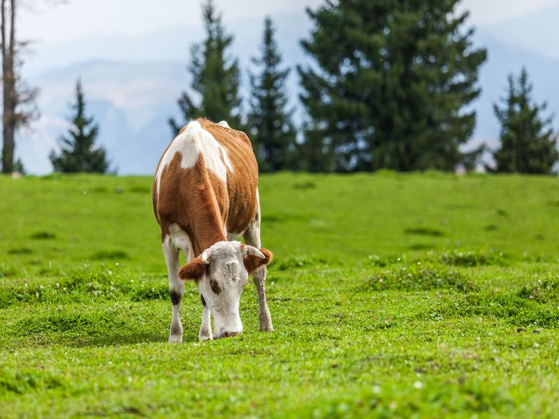 Cow eating grass.