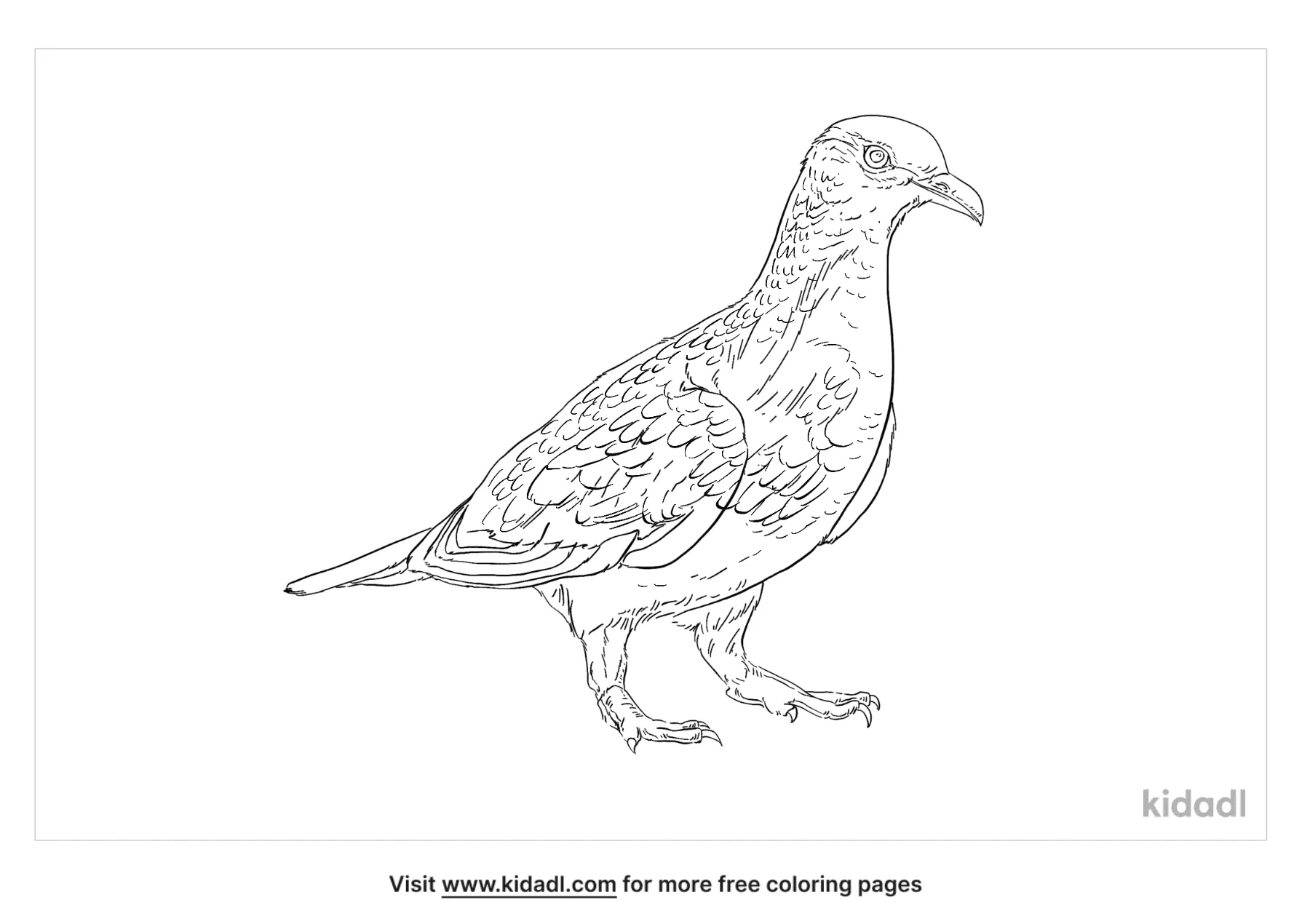 Common Bronzewing Coloring Page