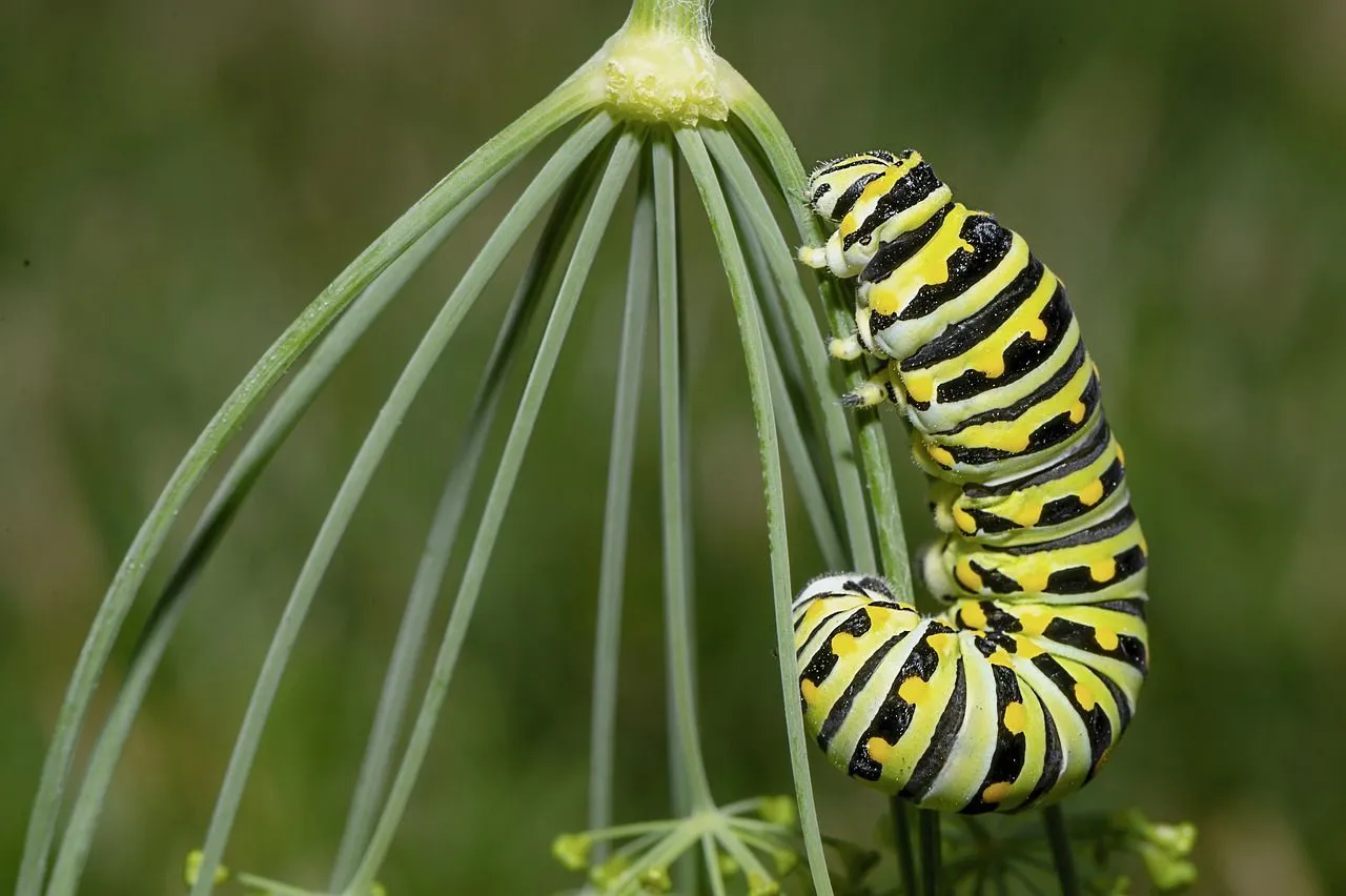 33 Facts About Green Caterpillar Identification That You&039ll Love!