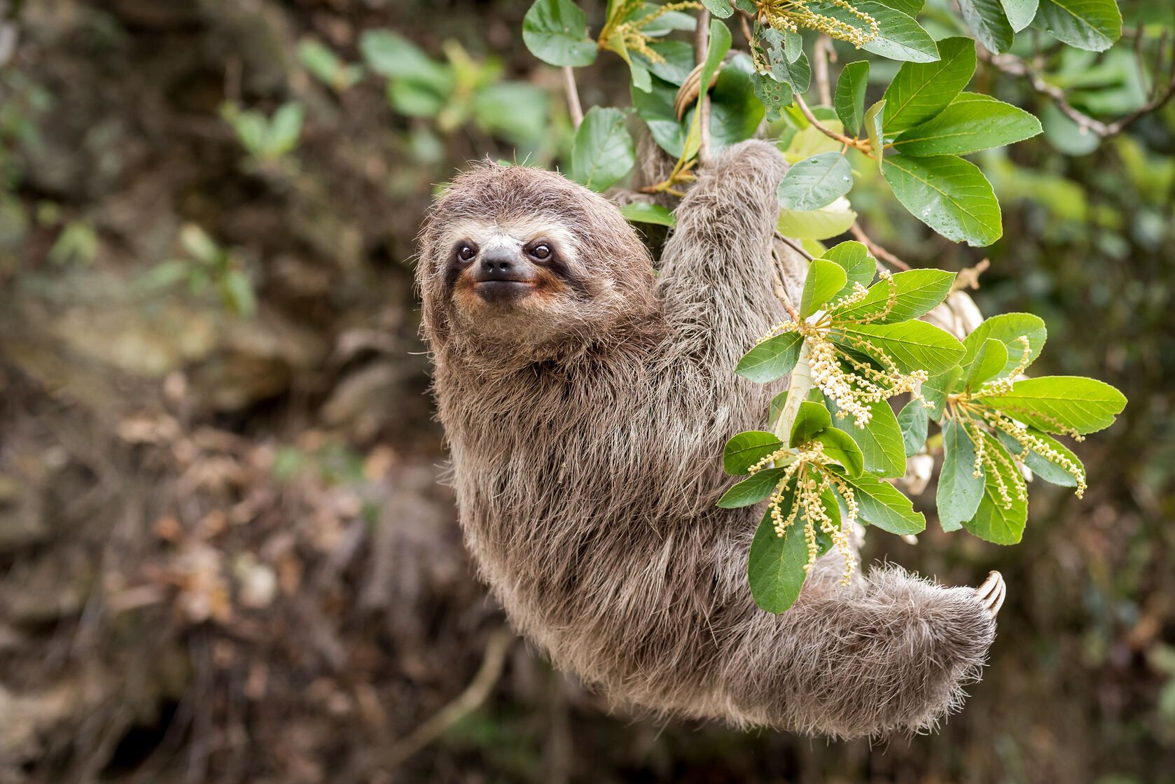 What Is The Slowest Animal In The World? All About Sloths! | Kidadl