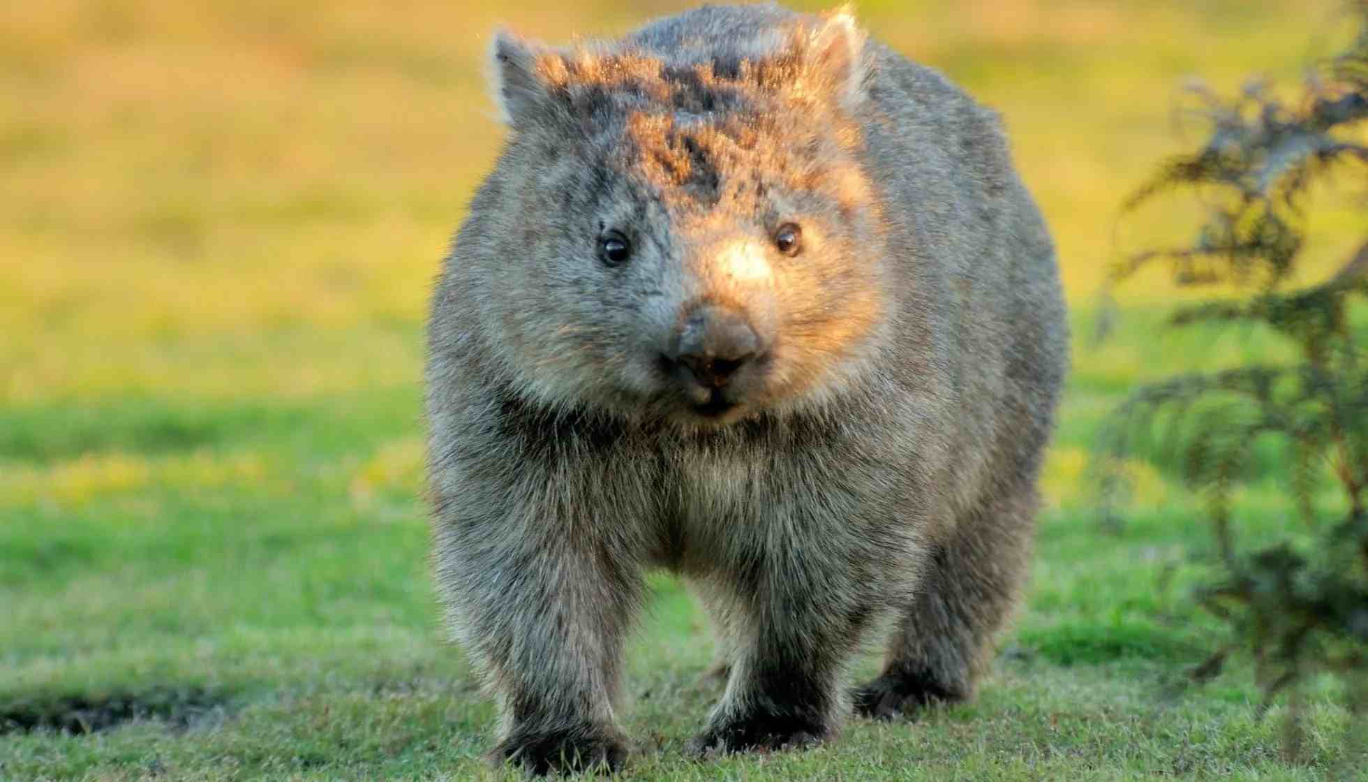 Fun Common Wombat Facts For Kids | Kidadl