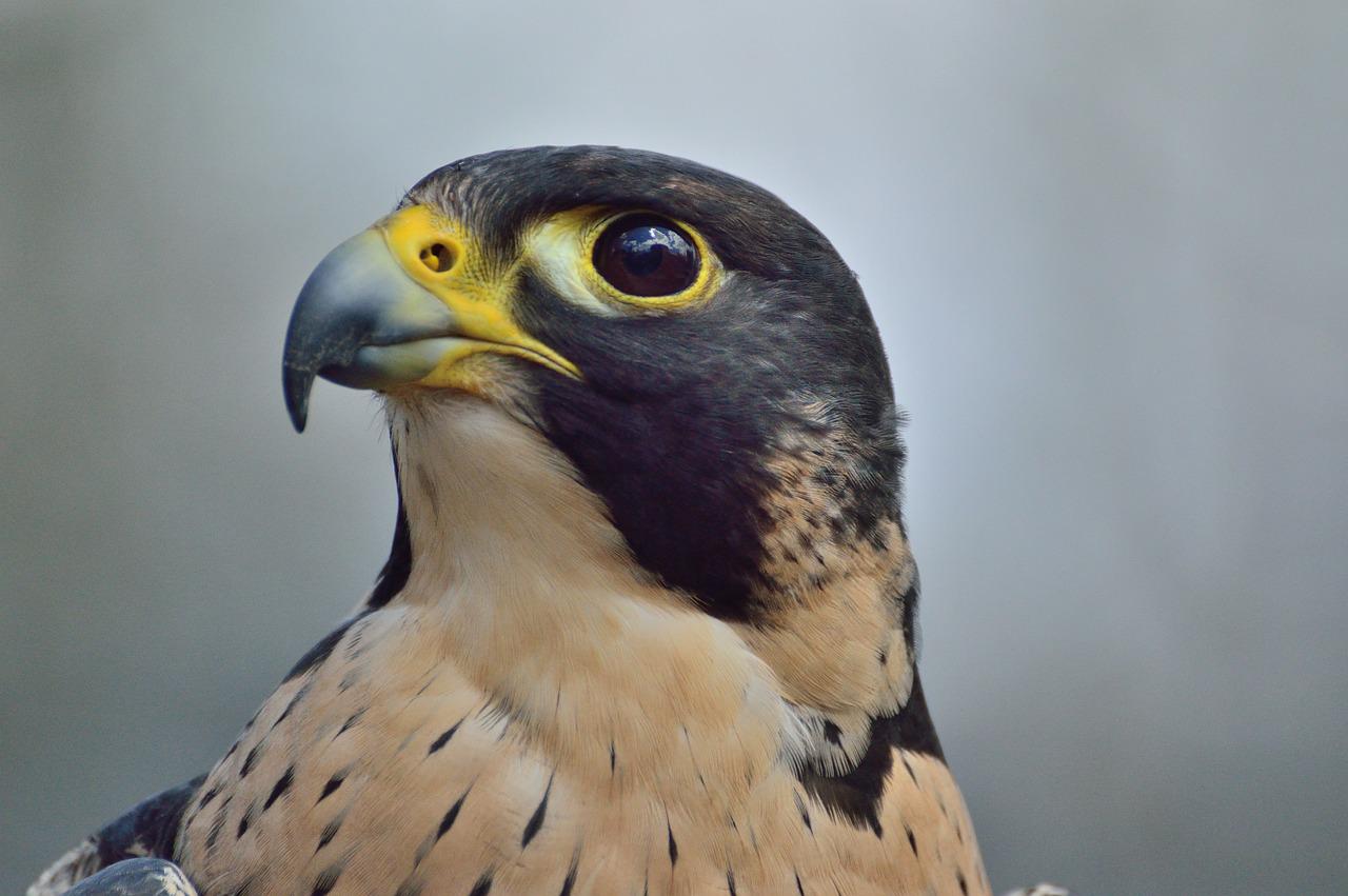 Peregrine falcons are free-spirited birds who are powerful hunters.