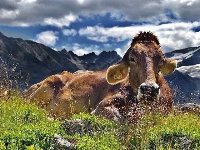 amazing cow names for your pet