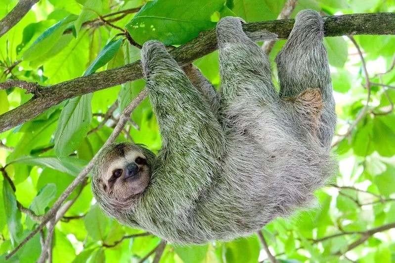 name used to refer a sloths 