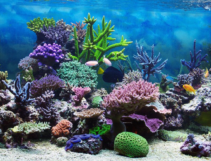Aquarium corals reef underwater.