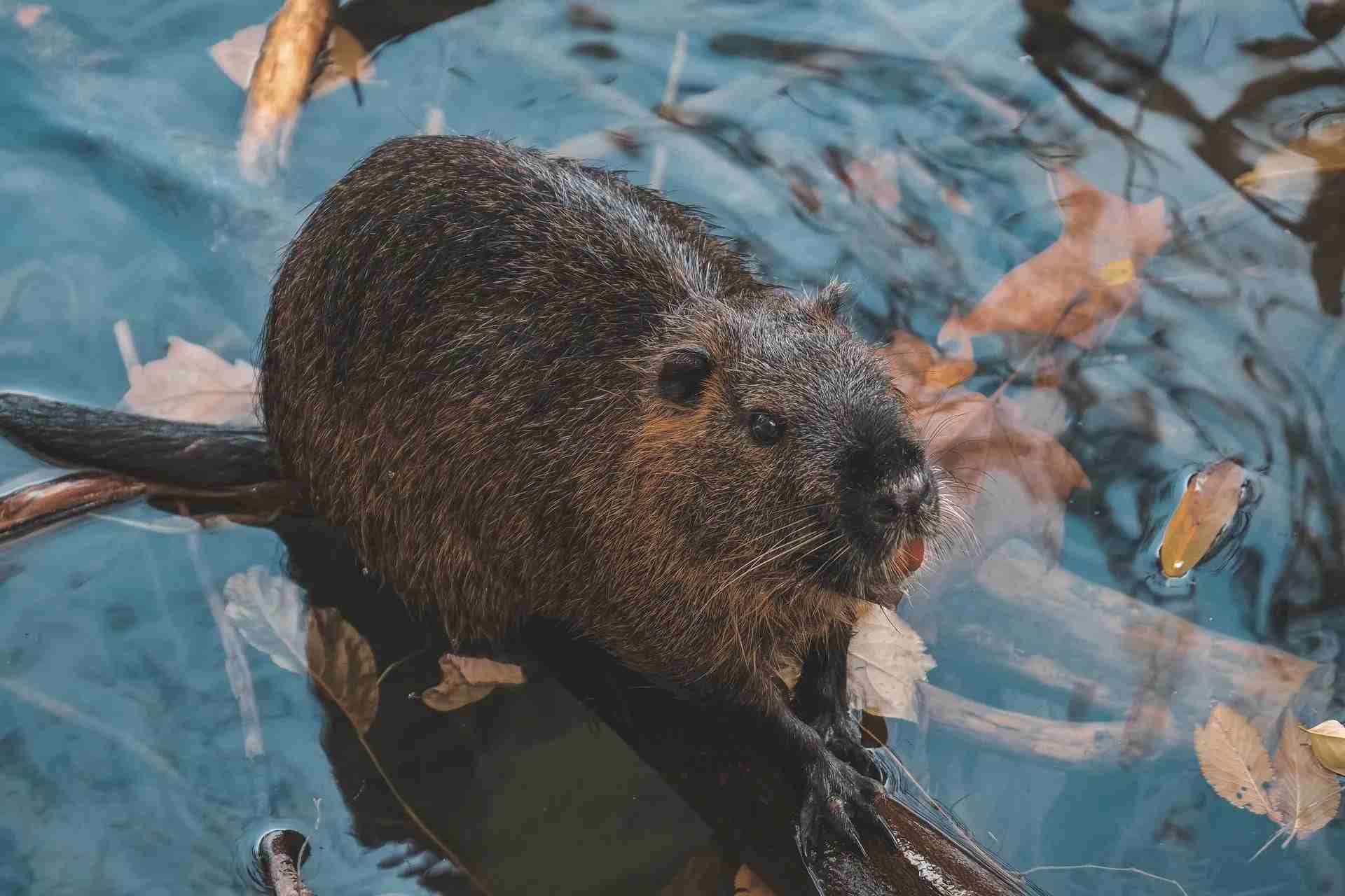 The characteristics of beavers and muskrats are similar