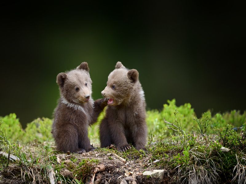 Two young brown bear cub in the forest.