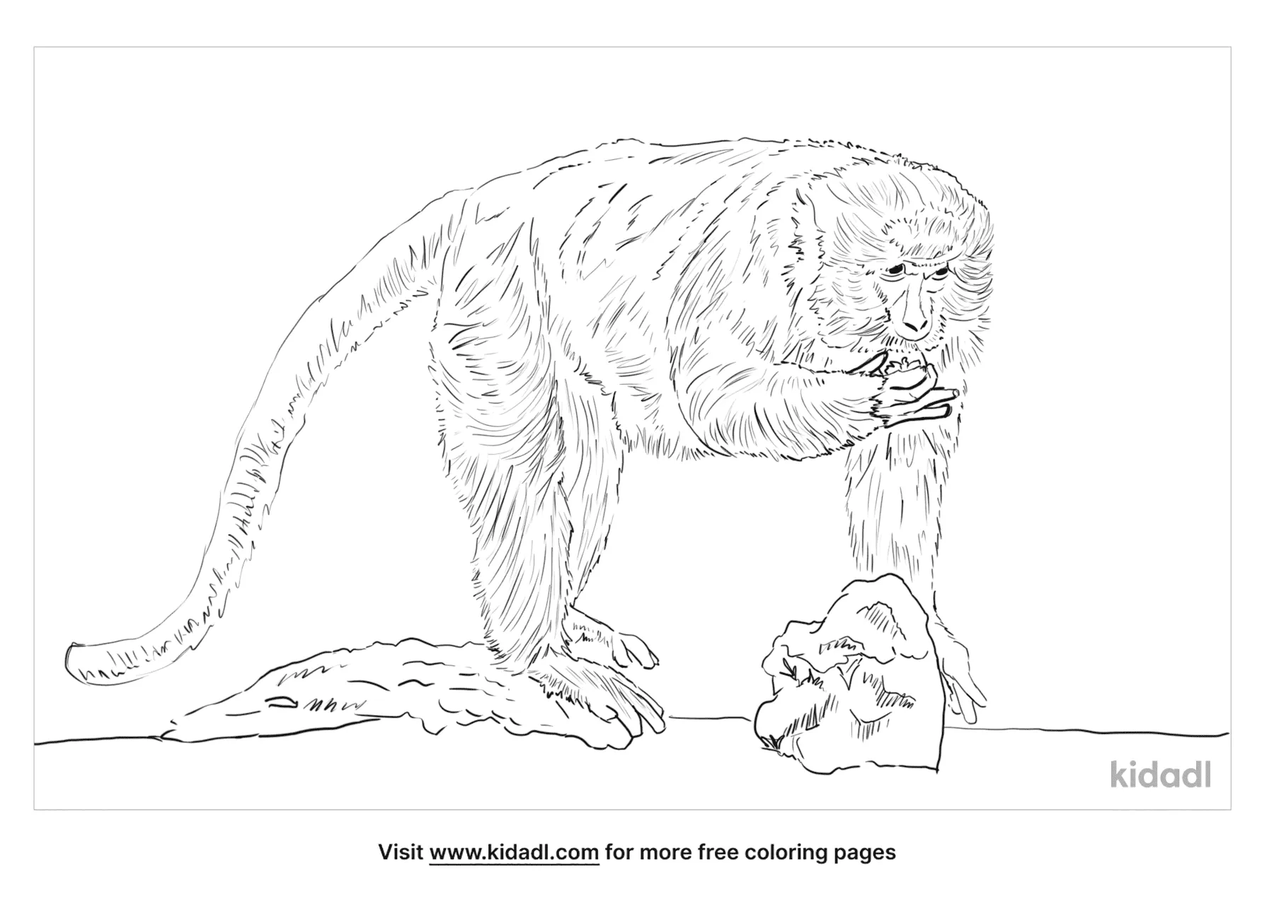 Crab-Eating Macaque Coloring Page