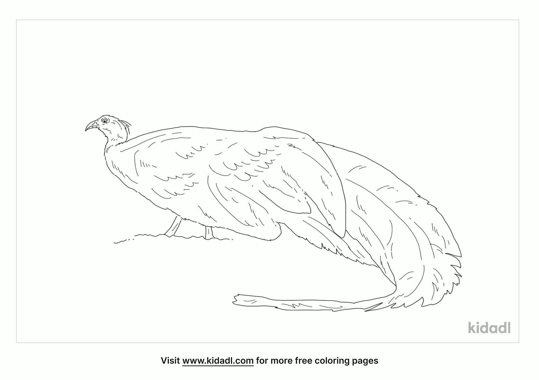 Crested Argus Coloring Page
