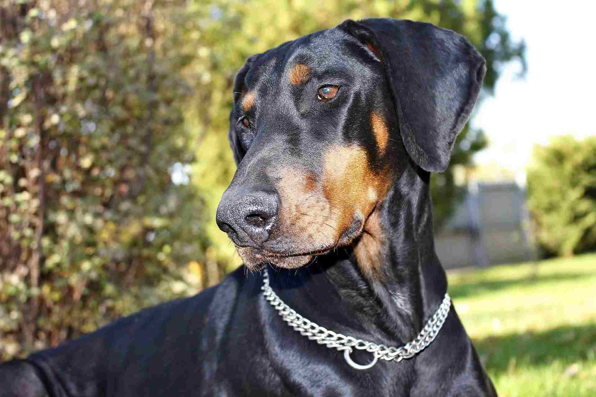 Ear-cropping has a great effect on the temperament of the Doberman.