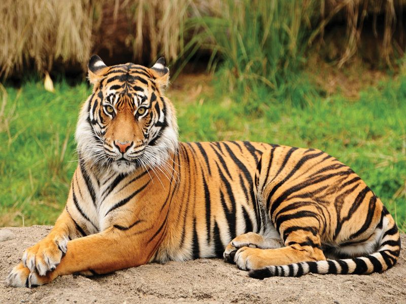 Portrait of a Royal Bengal Tiger.