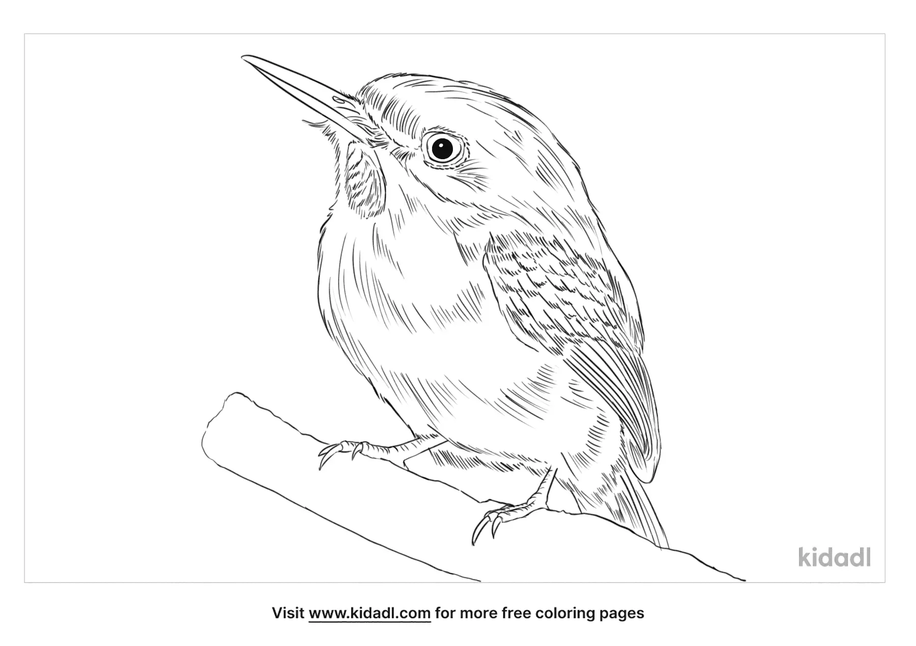 Franklin Gull Coloring Page | Free Birds Coloring Page | Kidadl