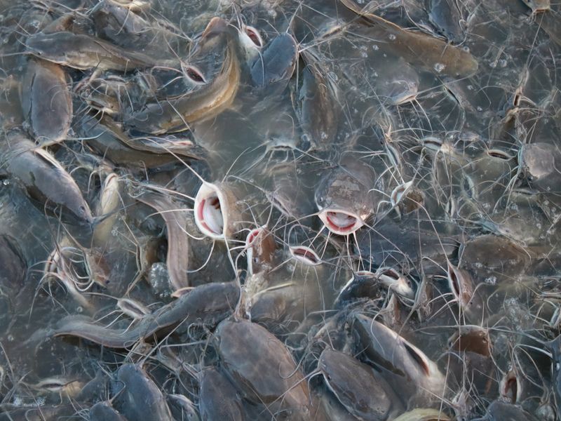 Variety of catfish in ponds.