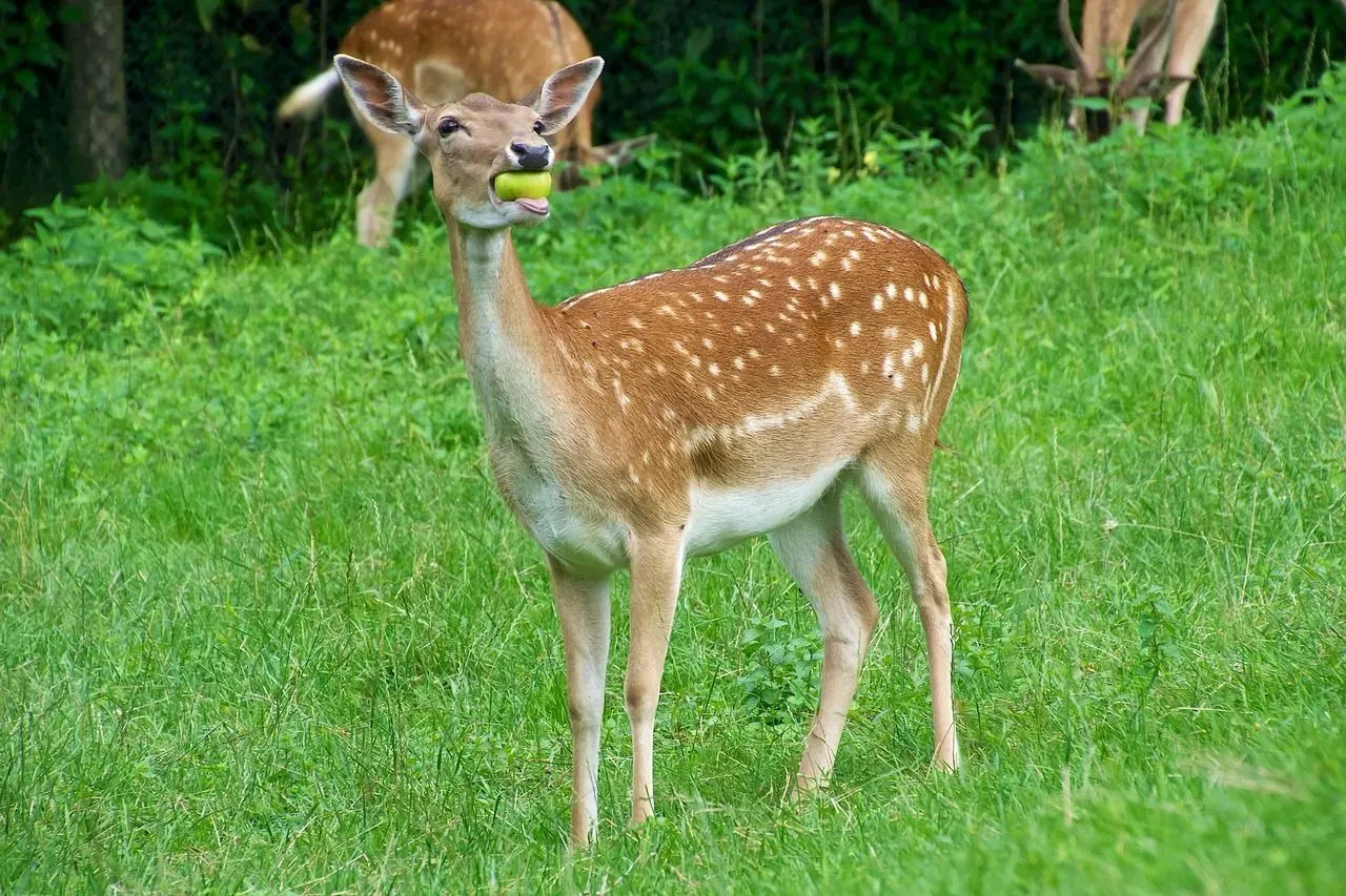 Do deer eat apples? How does the diet of these wild animals change with the seasons?