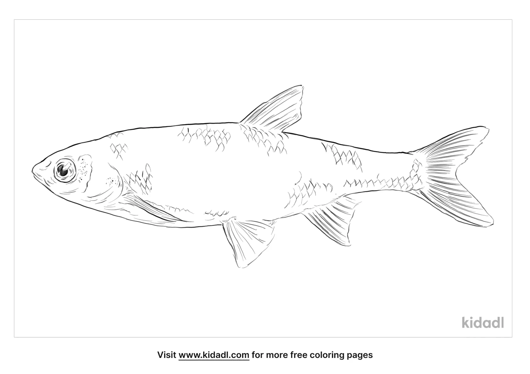 Dace Coloring Page