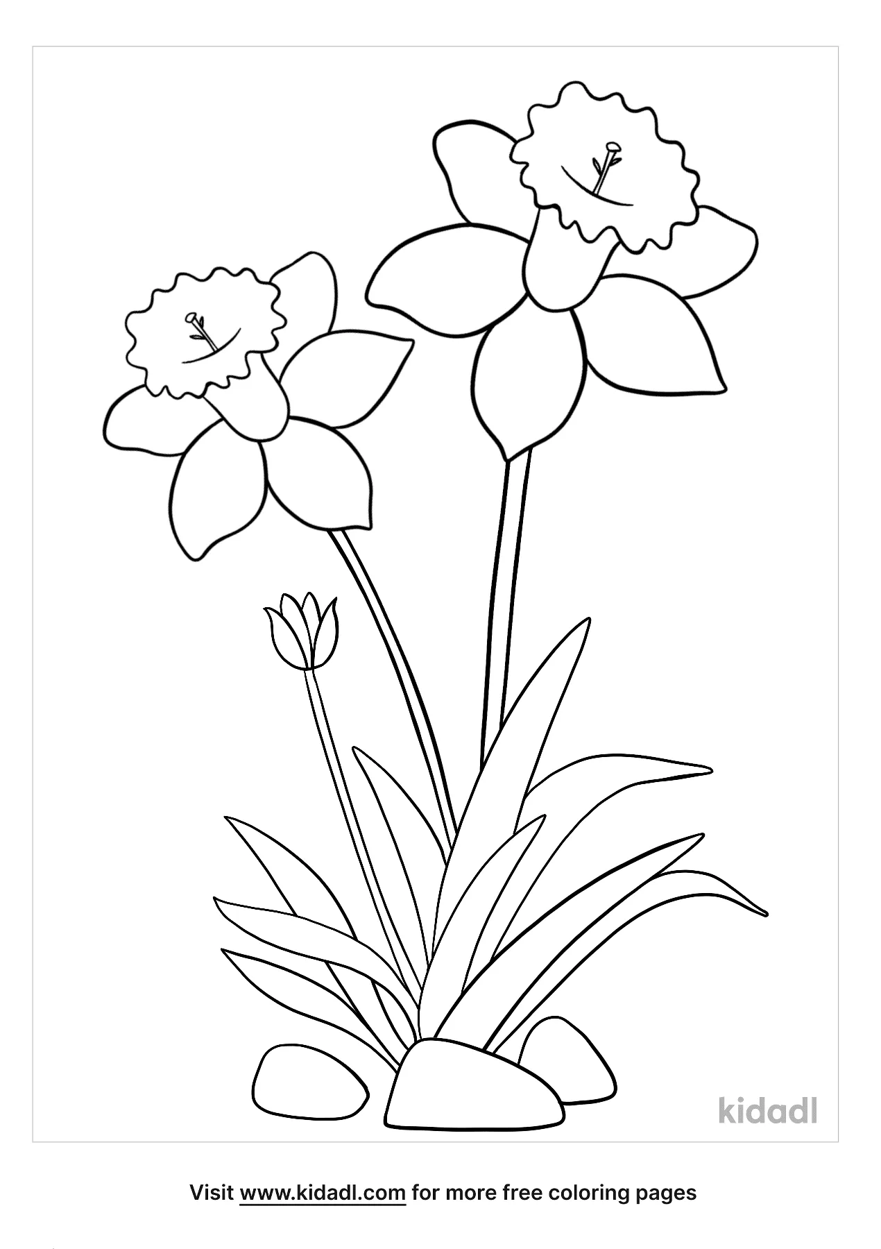 free printable coloring pages about daffodils