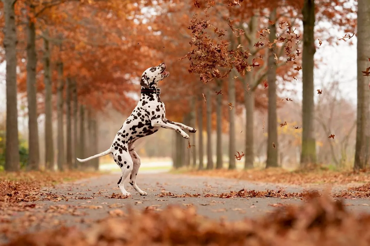 An adorable Dalmatian dog playing with brown dried leaves