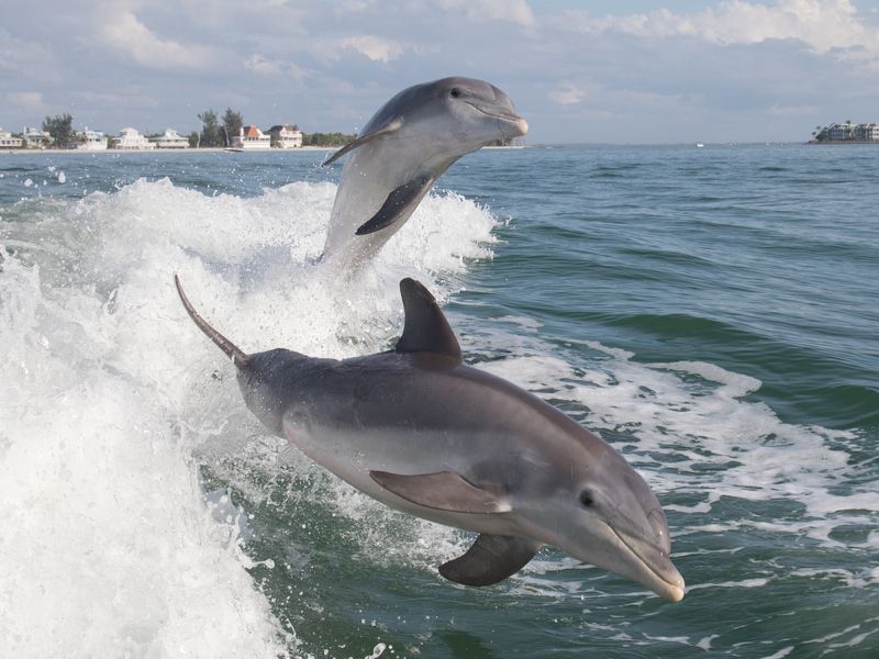 Bottlenose Dolphin in the sea.