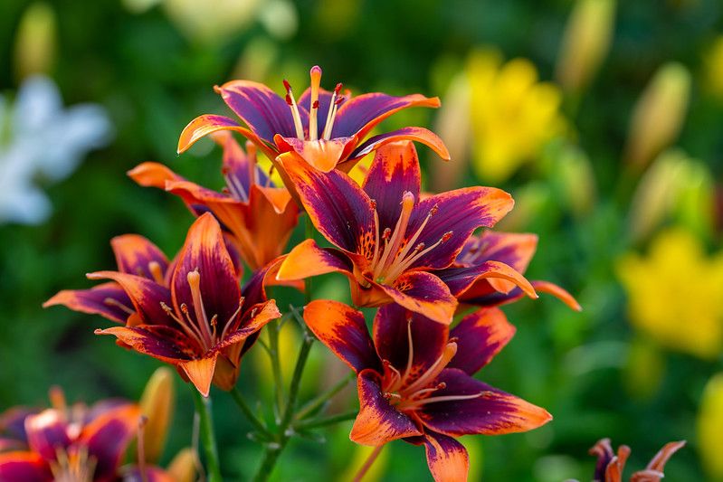 are daylilies poisonous to dogs