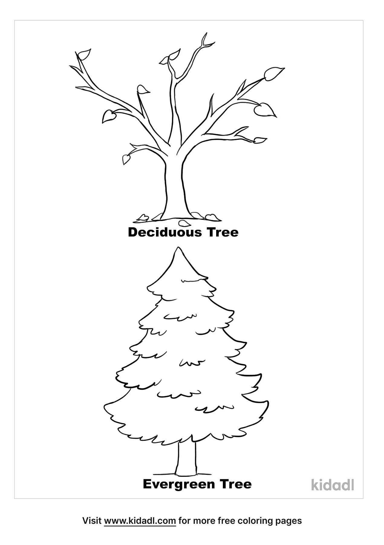 deciduous forest coloring pages