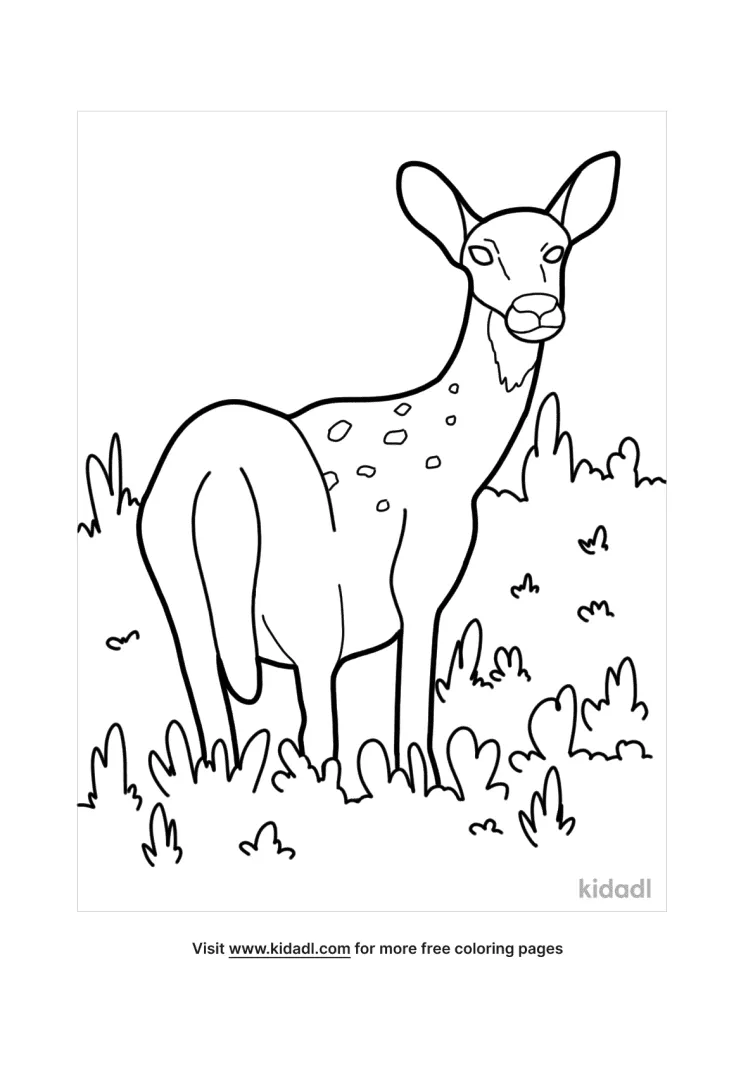 deer coloring pages free mammals coloring pages kidadl