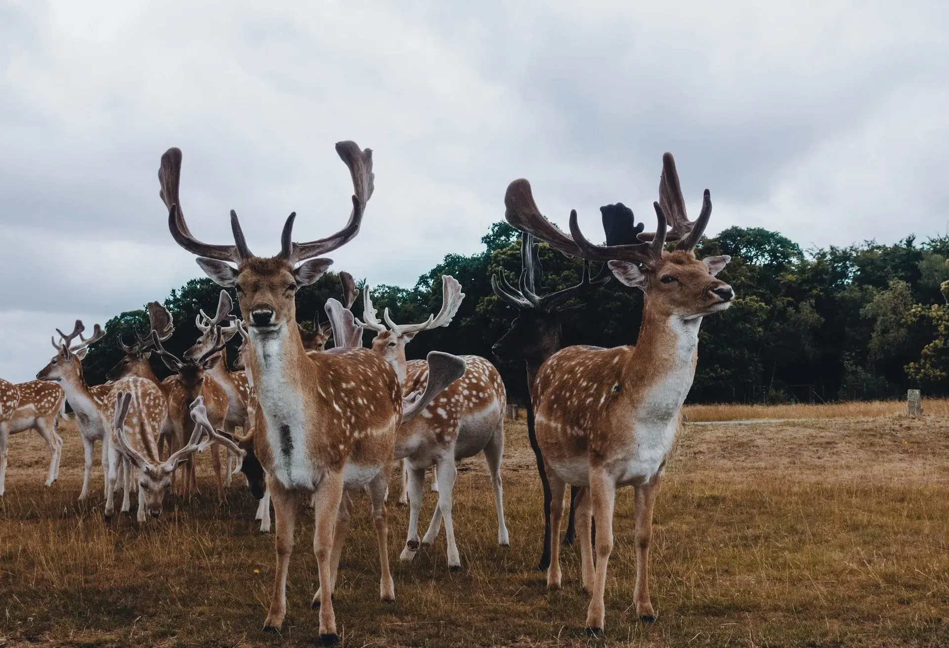 A herd of deer remains very protective of their fellow deer, especially if it's a fawn