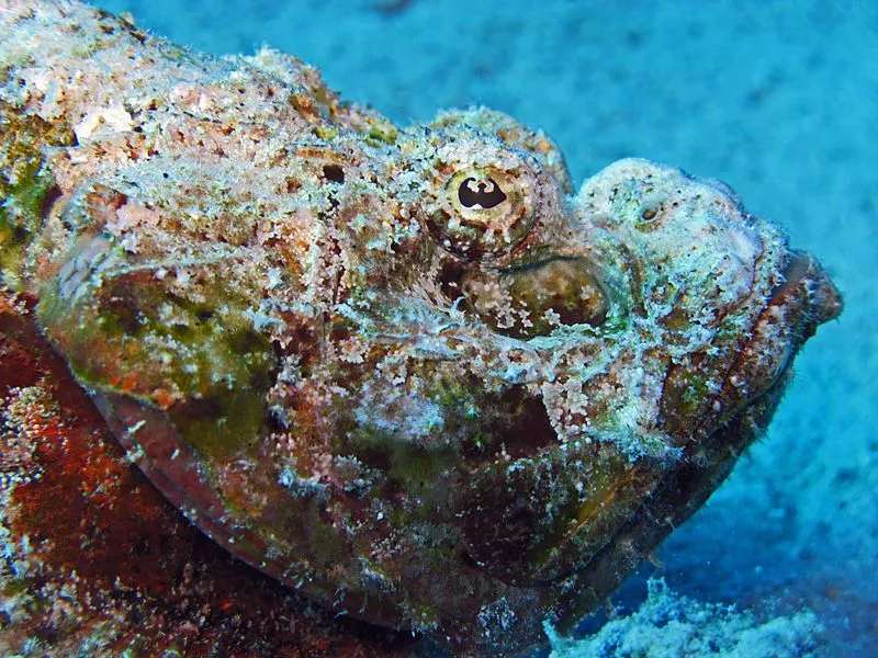 Devil Scorpionfish Facts For Kids