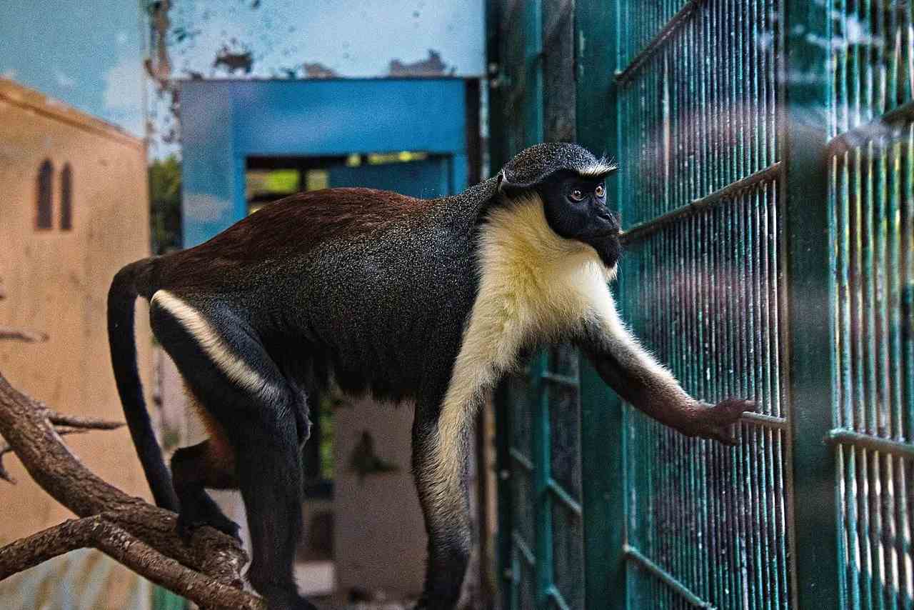 Diana Monkeys Is Old-world Monkey Species