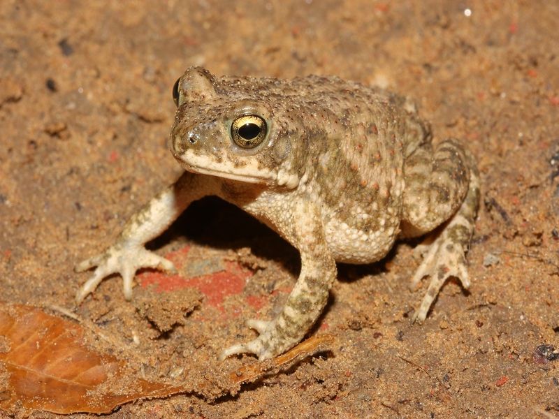 Marbled toad on muddy ground