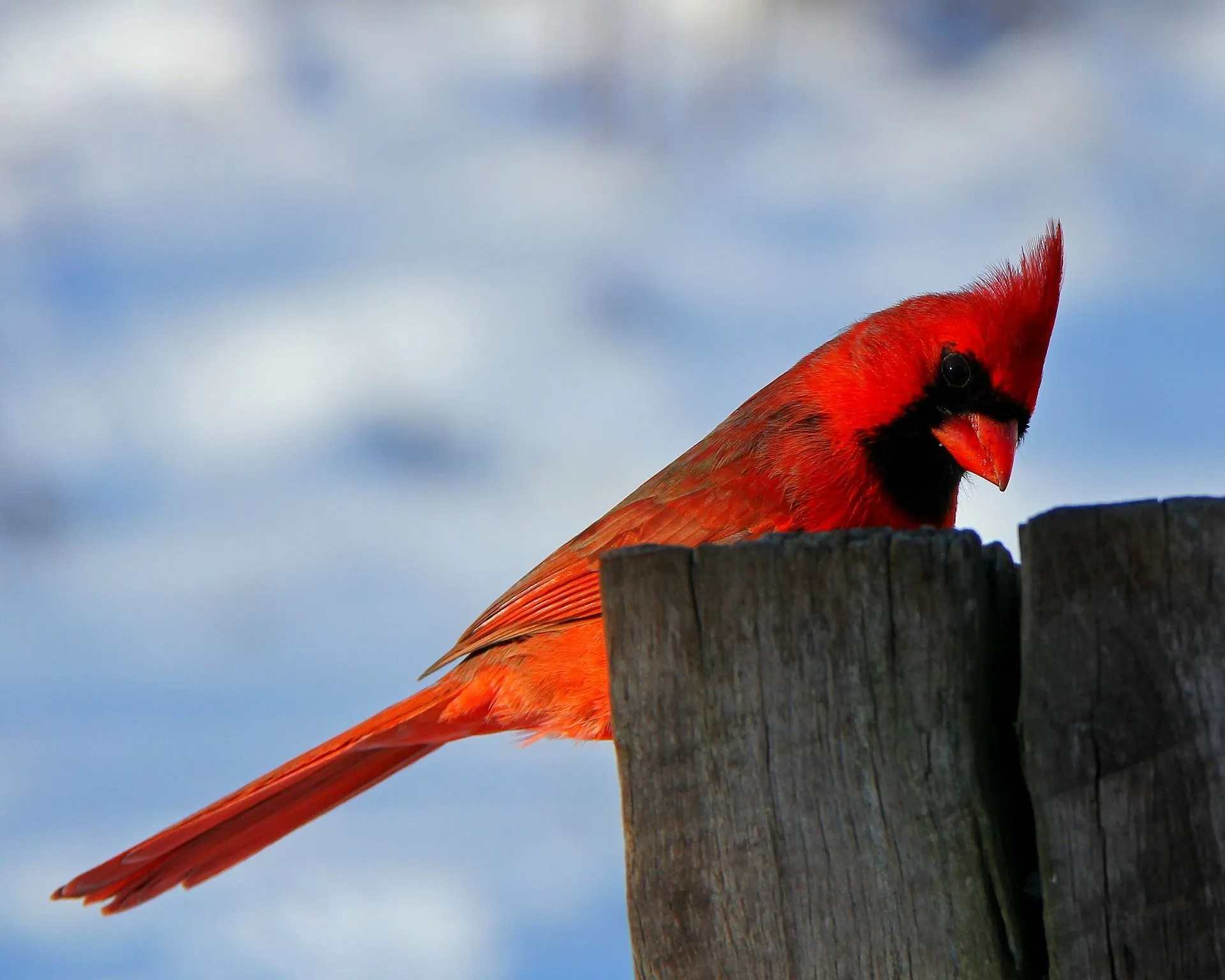 scientific name of the northern cardinal is cardinalis cardinalis