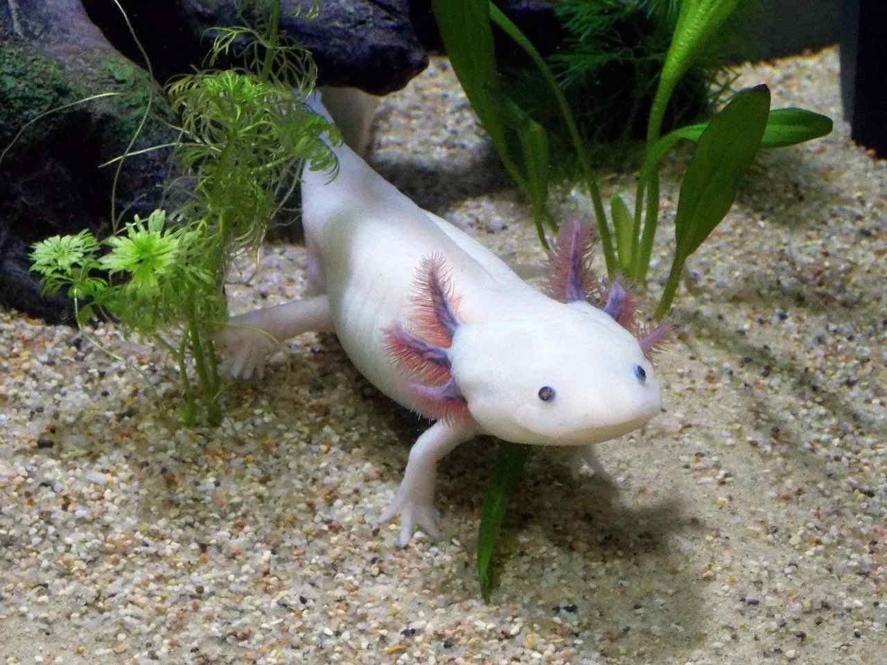 axolotls can also eat live fish