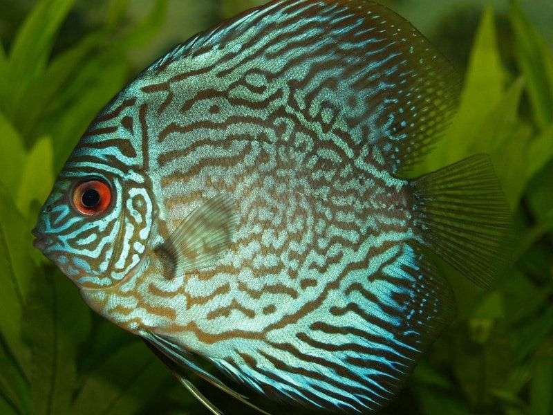 Discus Have The Ability To Change Their Colors