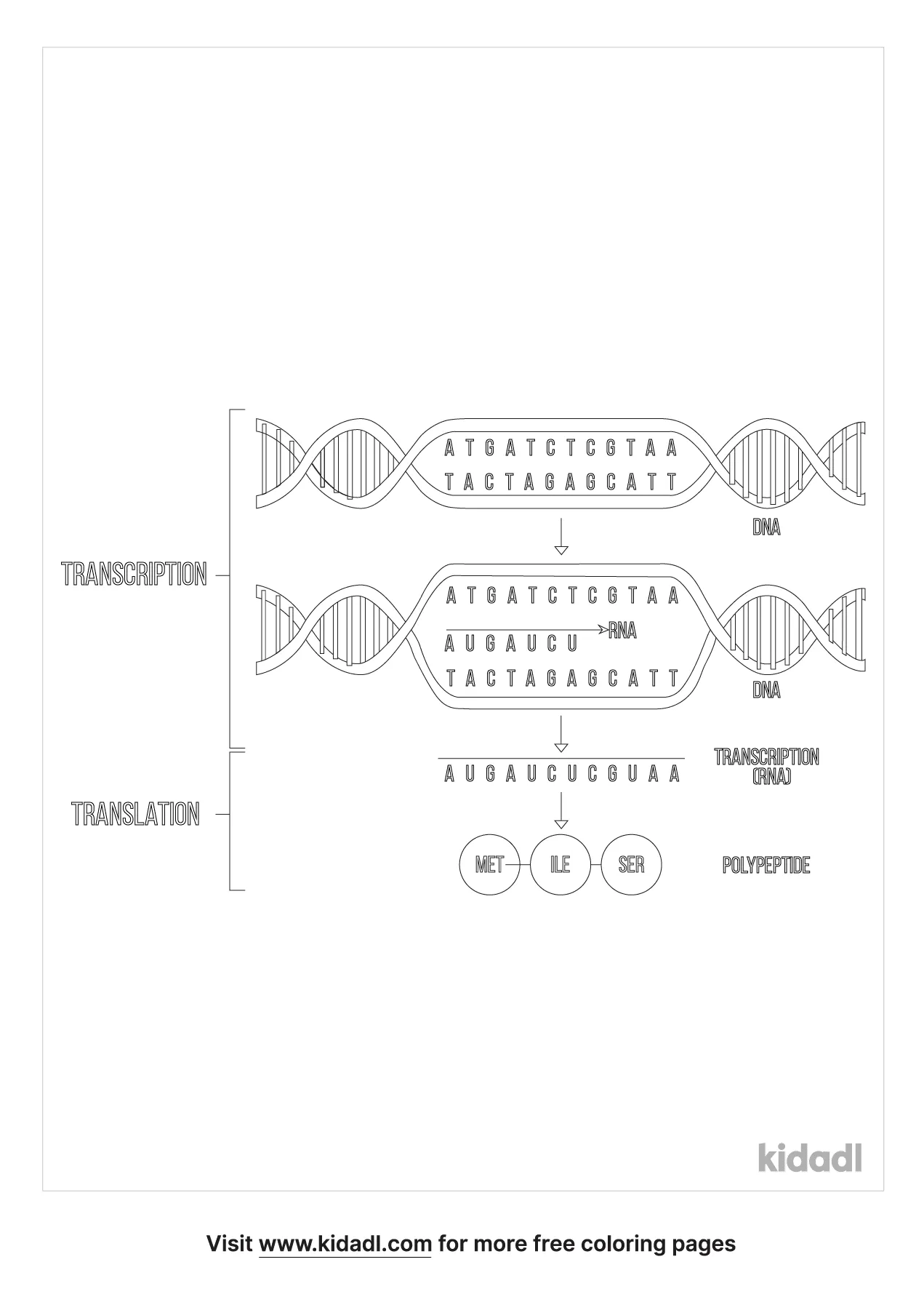 dna transcription coloring pages