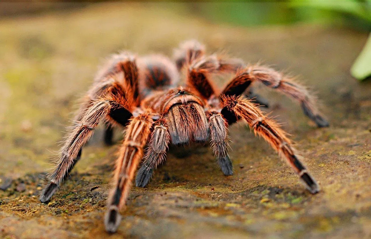 Do all spiders have eight  legs? Yes, they do.